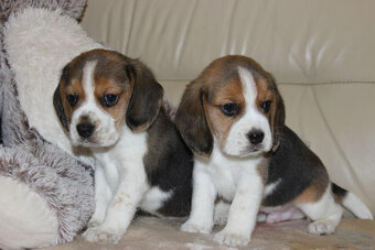 Beagle - szczeniaczki ZKwP - 7