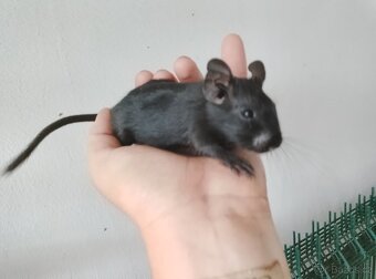 Osmák degu kluci - 7