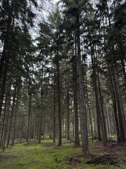 Prodám lesní pozemek v k.ú. Ločenice, p.č. 810 - 7