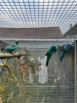 Bernard červenočelý štěp. na modré - 7