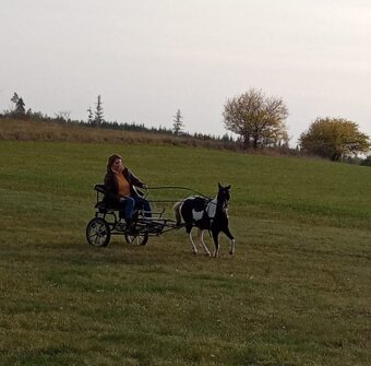 Valach AMHR/ASPC- minihorse - 7