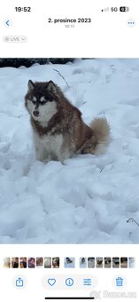 Štěňátka Sibiřský husky - 7