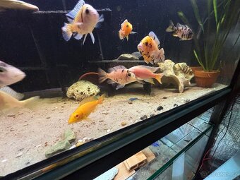 Tlamovci Malawi Tanganika - 7