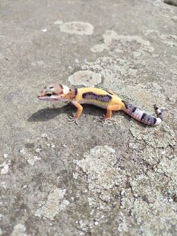 gekončík noční, terárium - 7