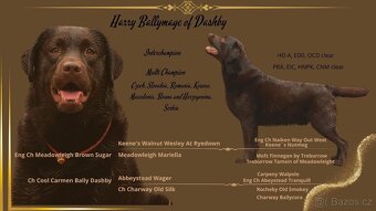 Labradorský retrívr s PP- kluk štěně - 7