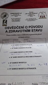 Kralici hyla - 7