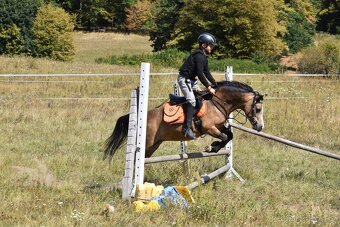 Pony kobylka kategorie S - 7