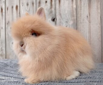 Zakrslý Teddy - mláďátka k rezervaci - 7