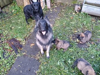 Šťěňata ovčáka NOxBO - 7