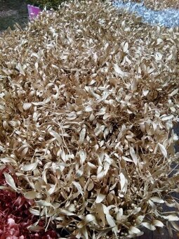 Prodej jmelí 2025🌿 - 7