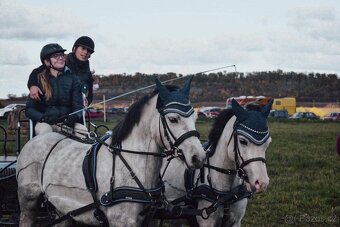 Na prodej krásná welsh mountain pony klisna DIABOLIC HENESSY - 7