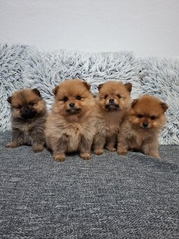 Pomeranian - 7