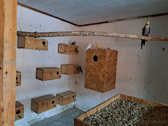 Rosela, Korela, Andulky - 7