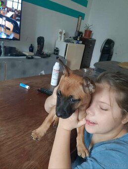 Štěňátka prodej - 7