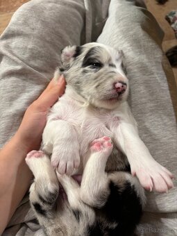 Kříženec bordelkolie - 7