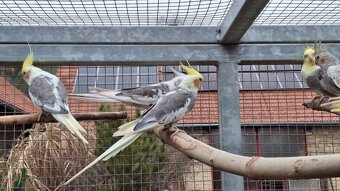 Korely chocholaté - 7