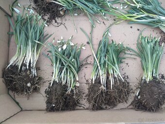 Sněženka podsněžník. - 7