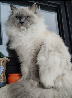 Ragdoll kočičky bez PP - 7