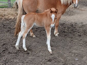 Pony 140cm kobyla 4r a hrebecek - 7