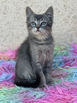 Koťátka ragdoll x brit - 7