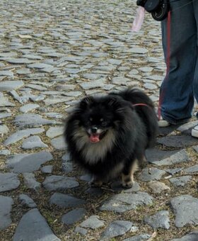 Štěňata pomeraniana s PP FCI - 7