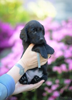 flat coated retriever - 7
