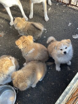 Akita inu Štěnata prodám - 7