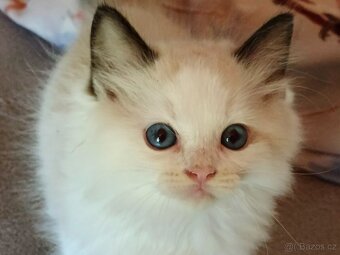 Ragdoll s PP - 7