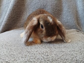 Samička zakrslého beránka 🐇 - 7