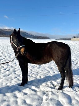 Kobyla 5 let na prodej - 7