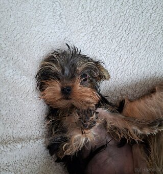 Jorkšírský teriér bez pp - 7