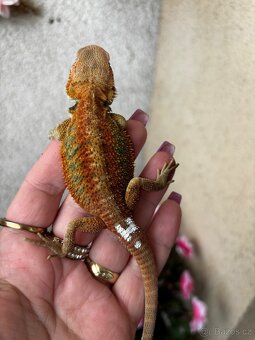 Agama vousata samicky - 7
