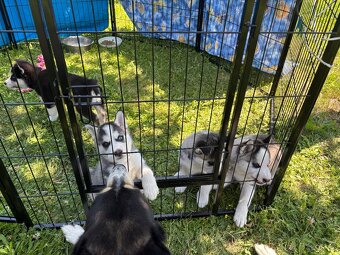 Štěně Husky bez PP - 7