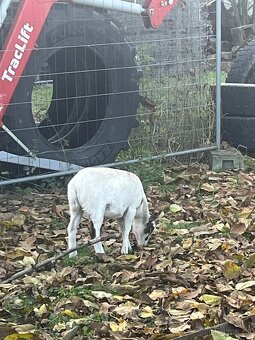 Kamerunské ovce - 7