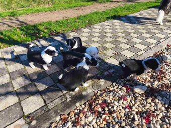 Border kolie dlouhosrstá - 7