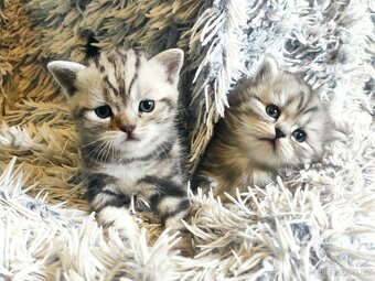 Britská koťata- whiskas - 7