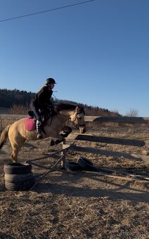 4 letá klisna fjord X quarter horse - 7
