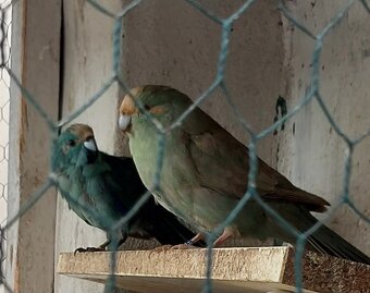 Prodam Kakariky modre - 7