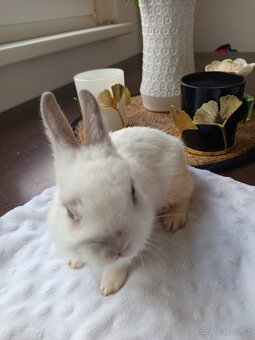 Zakrslý králíci - 7