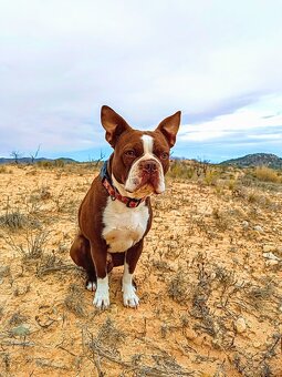 Bostonský teriér, štěňátko s PP - odběr únor 2026 - 7