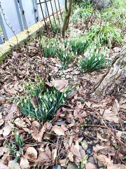 Sněženky podsněžník. - 7