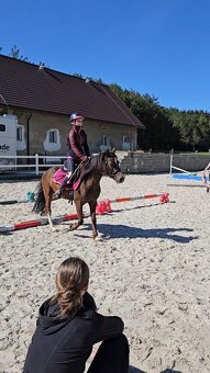 Welsh pony - 7