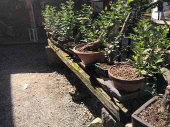 Bonsaj bonsai - 7