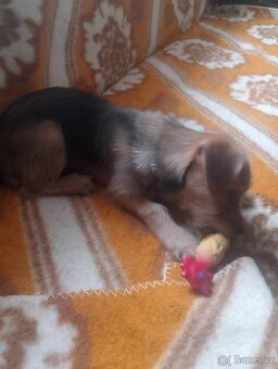 Jezevčík drsnosrstý štěňátko s PP váha 3 kg - 7