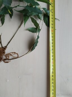 Fikus Benjamin zakořeněné řízky - 7