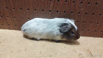 Morčata - morče aguti - 7