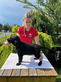 Štěně Flat coated retriever - 7