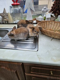 Zakrslý králík - 7