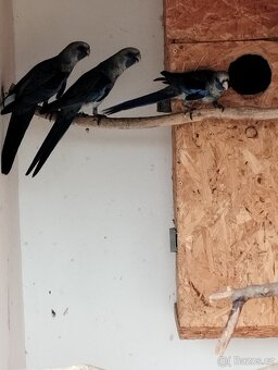 Prodám rozely, papousky nádherné - 7