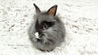 Zakrslý králík, králíček- HOLLY - 7